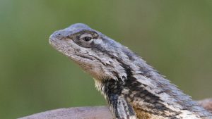 Texas Spiny Lizard