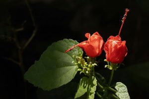 The Hidden Bloom