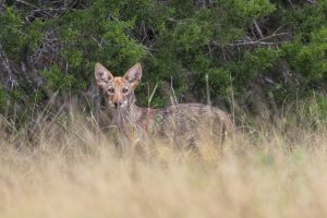Through the Grass
