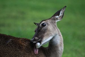 Deer in the rain