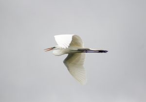 Soaring Egret