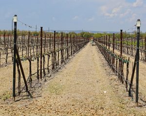 Vineyard Artist