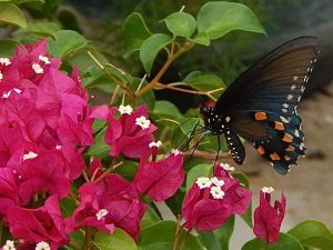 Social Butterfly