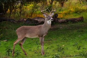 Deer