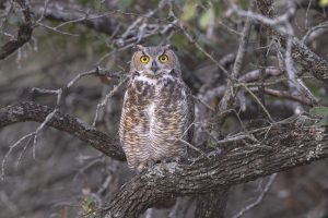 What a Hoot!
