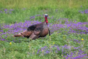 Wild Turkey in Prairie Verbena