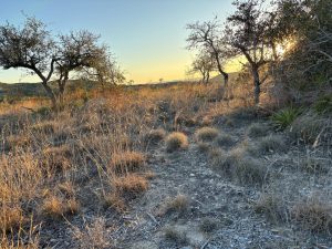 Winter Evening in Blanco County