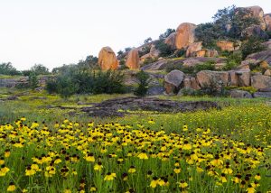 Early Morning At Enchanted Rock