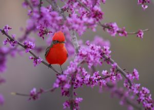 Vermillion Flycatcher perched in Texas Redbud