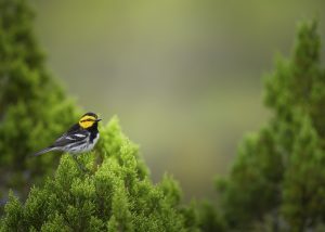 Golden-Cheeked Warbler - Texas Hill Country