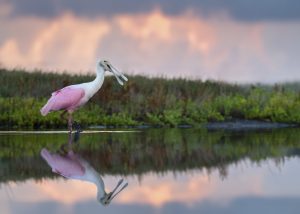 Spoonbill in the marsh