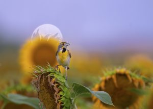 Dickcissel in Sunflower field