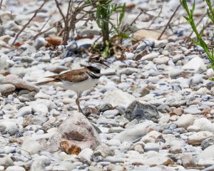 Killdeer