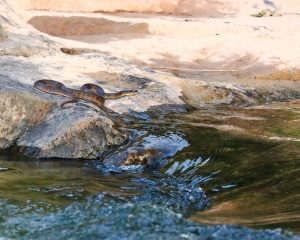 River Snake