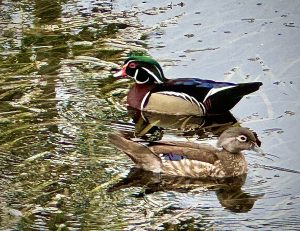 Wood duck couple