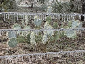 Icy cactus and fence