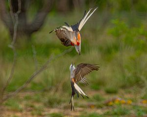 Flycatcher Dance
