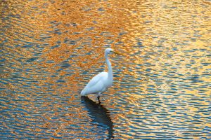 Great Egret at Sunset
