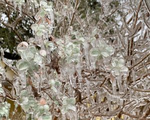 Green Leaves in Ice