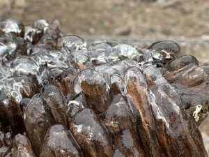 Ice-Coated Stump