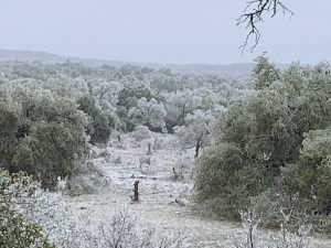 Icy Landscape