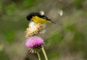 Thistle are food