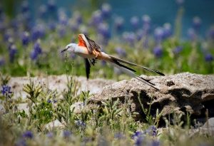 Scissor tailed flycatcher in blue bonnets