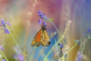 Migrating Monarch