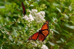 Migratory Monarch on Native Flowers