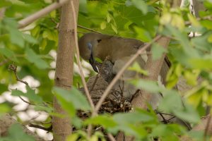 Mother and Baby White-Winged Dove