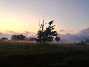 Fall fog