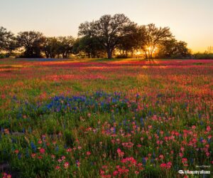 Grand Prize – Sunset by Jesus Corona